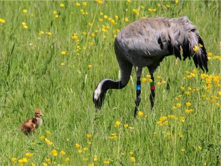 Slimbridge